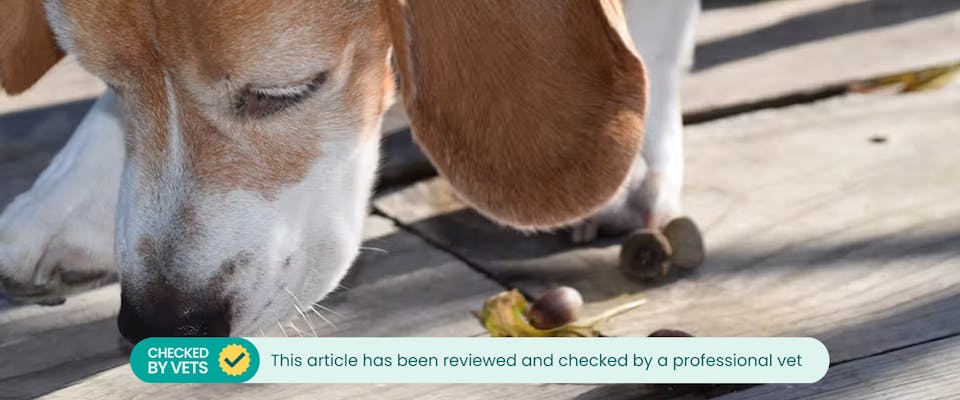 Dog ate acorns throwing up online